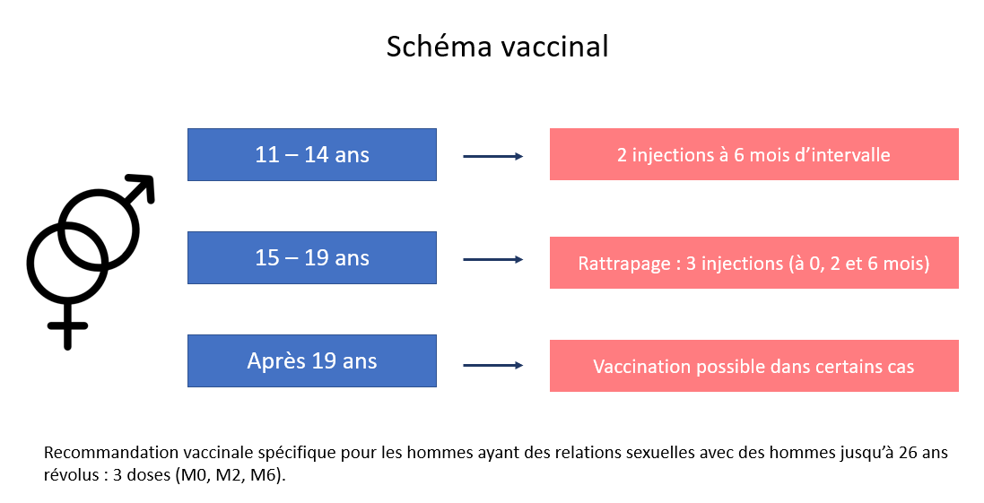 crips-schema-vaccinal-hpv